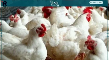 أسعار اليوم.. تحديث جديد لفراخ الساسو والبلدي في الأسواق والمزارع الخميس 13 نوفمبر